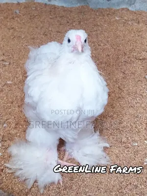 Day Old Brahma Chicks