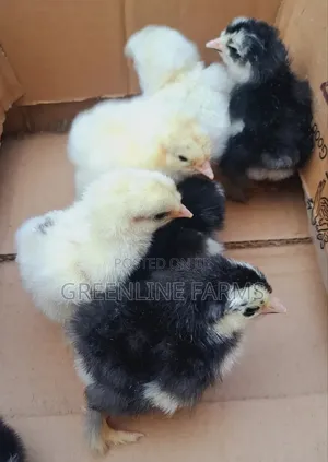 Day Old Brahma Chicks