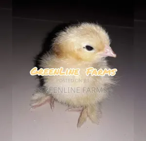 Day Old Brahma Chicks