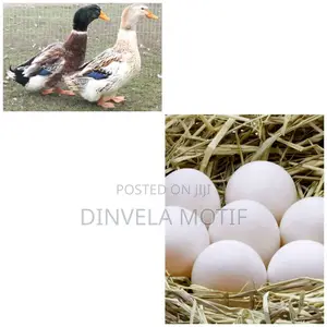 Pekin/ Rouen Ducks Eggs/ Day Old Ducklings