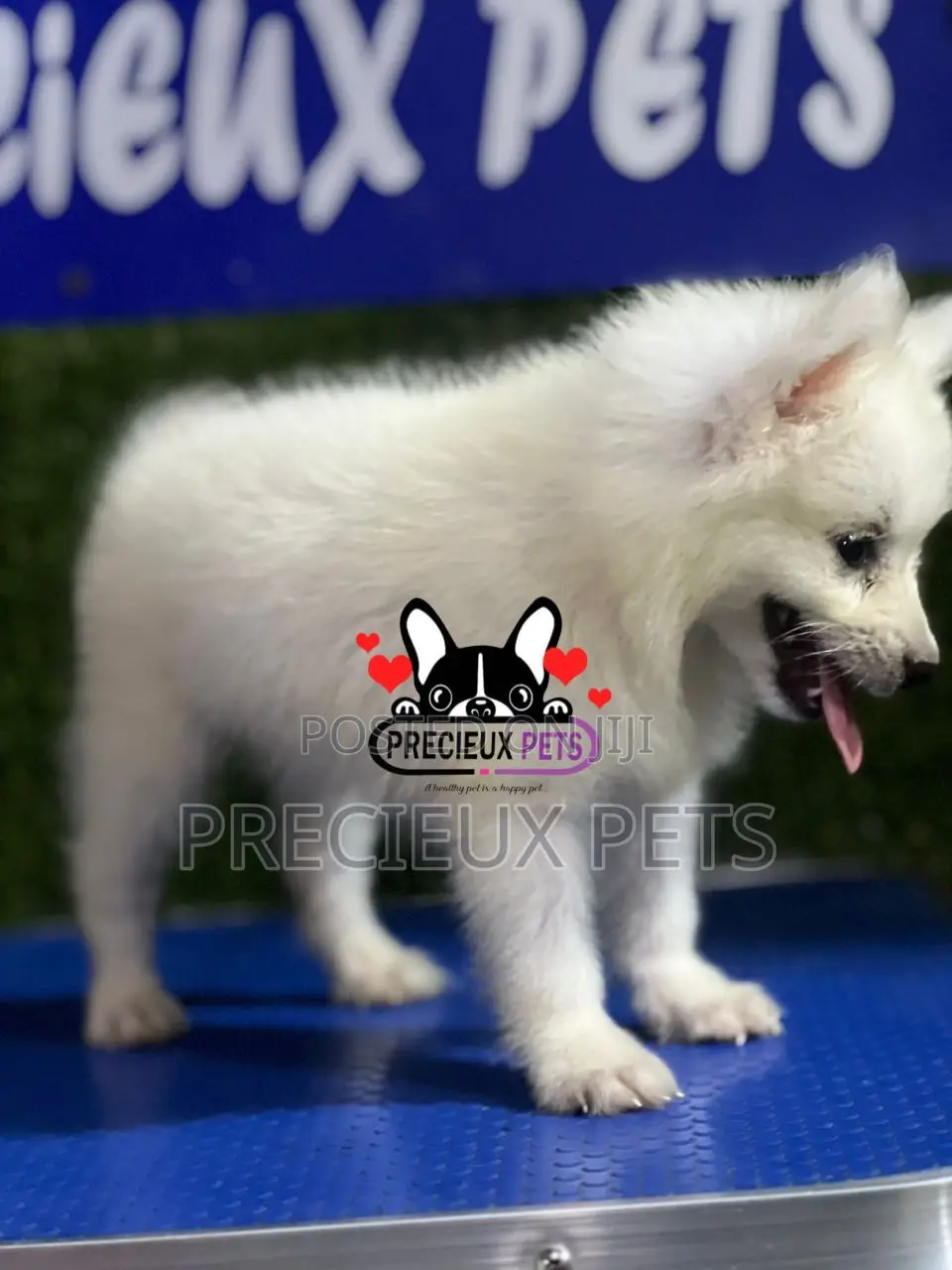 1-3 months Female Purebred American Eskimo