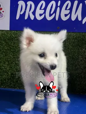 1-3 months Female Purebred American Eskimo