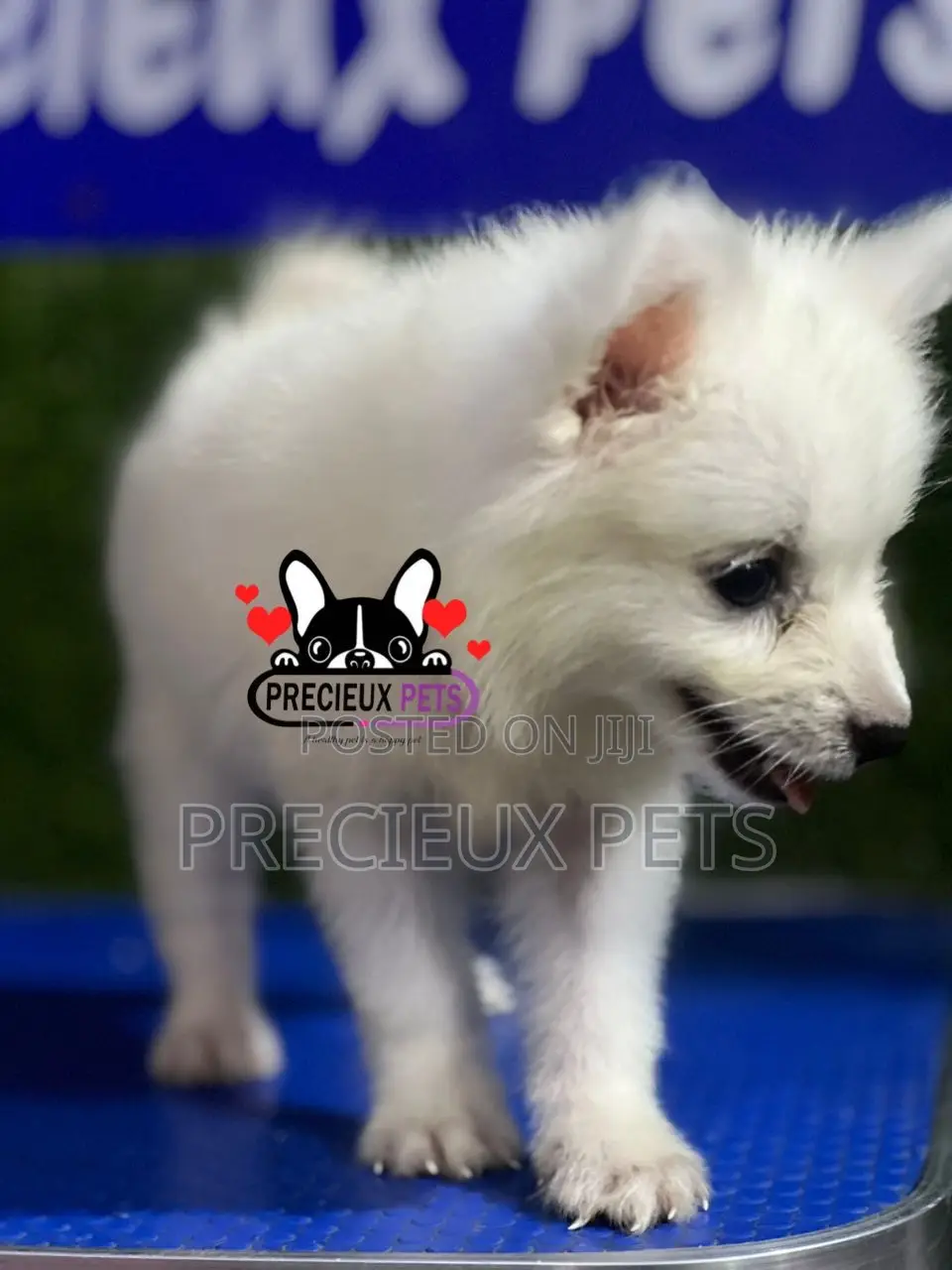 1-3 months Female Purebred American Eskimo