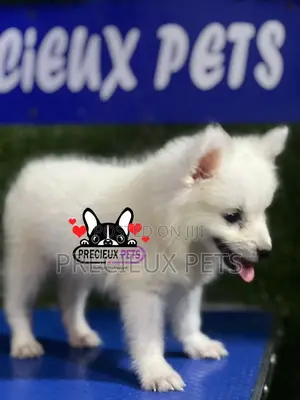 1-3 months Female Purebred American Eskimo