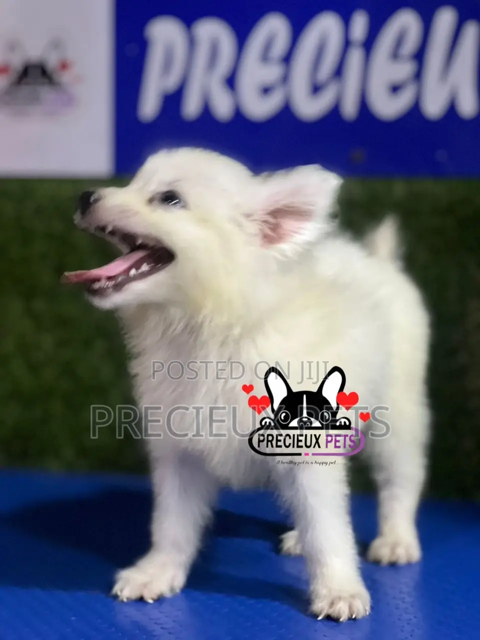 1-3 months Female Purebred American Eskimo