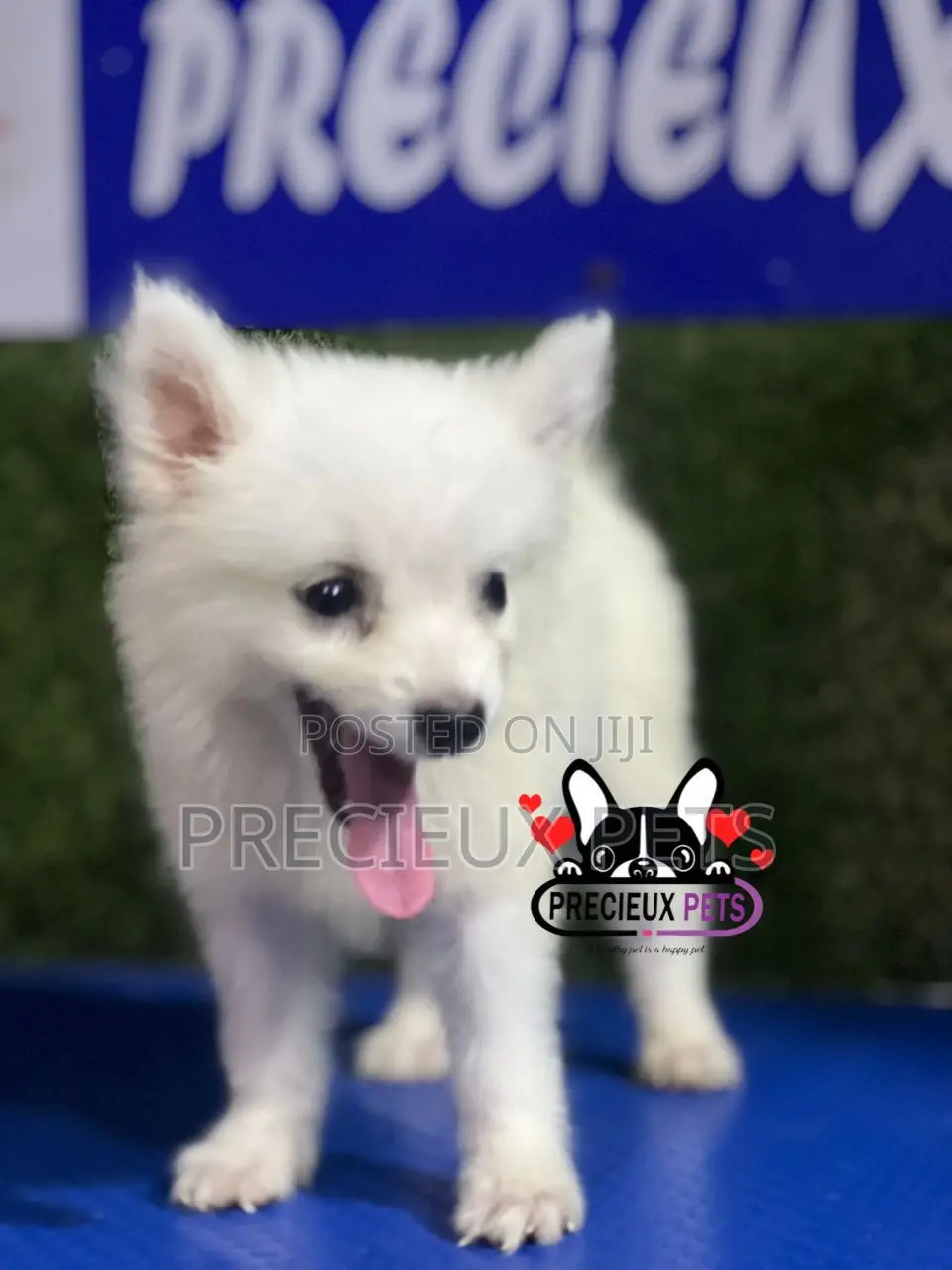 1-3 months Female Purebred American Eskimo