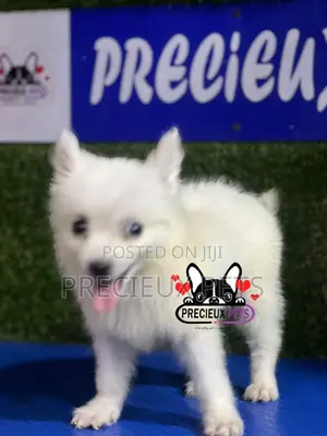 1-3 months Female Purebred American Eskimo