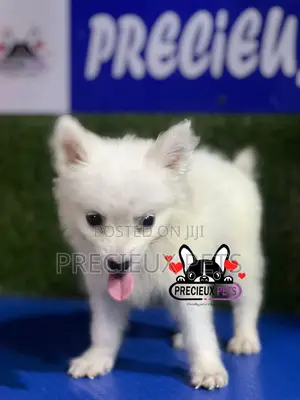 1-3 months Female Purebred American Eskimo