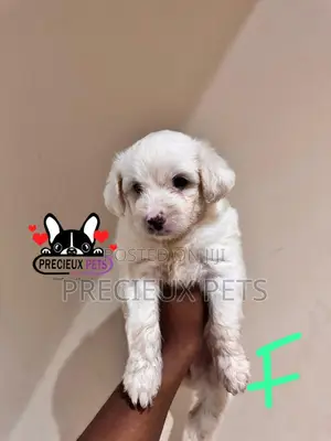 1-3 months Female Purebred Poodle