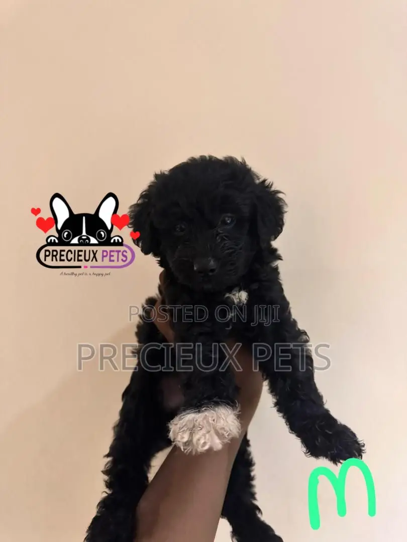 1-3 months Female Purebred Poodle