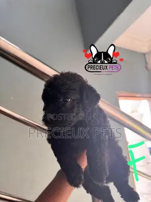 1-3 months Female Purebred Poodle