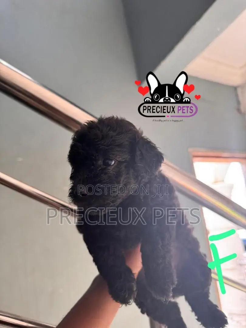 1-3 months Female Purebred Poodle