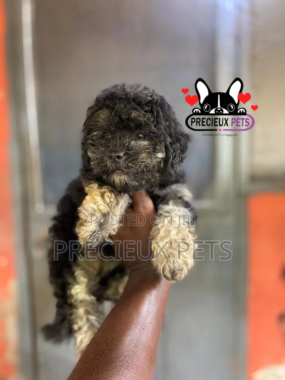 1-3 months Female Purebred Poodle