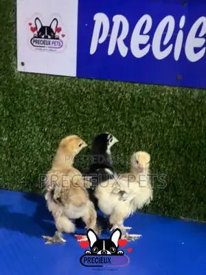 2-3 Weeks Old BRAHMA CHICKEN (Chicks)