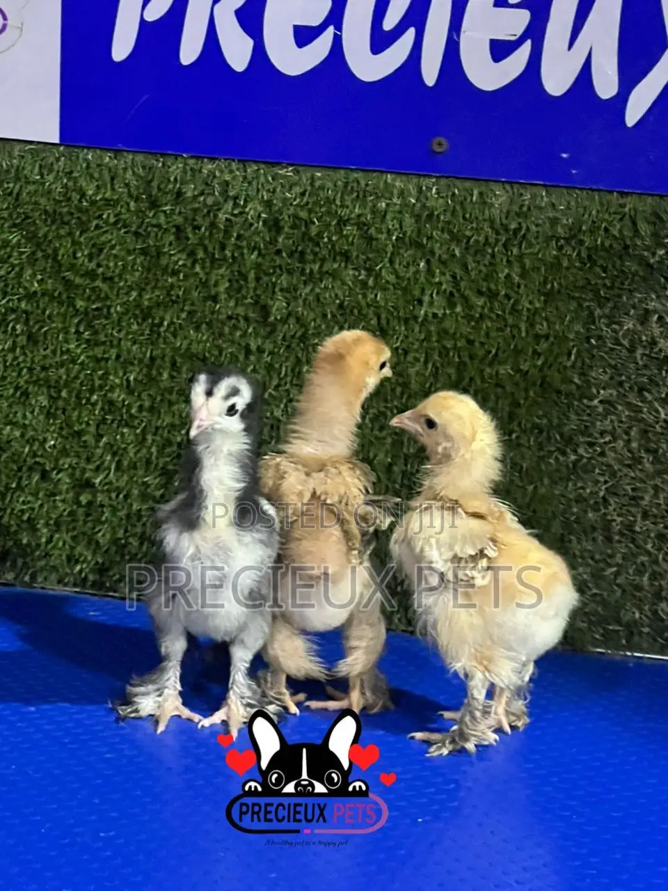2-3 Weeks Old BRAHMA CHICKEN (Chicks)
