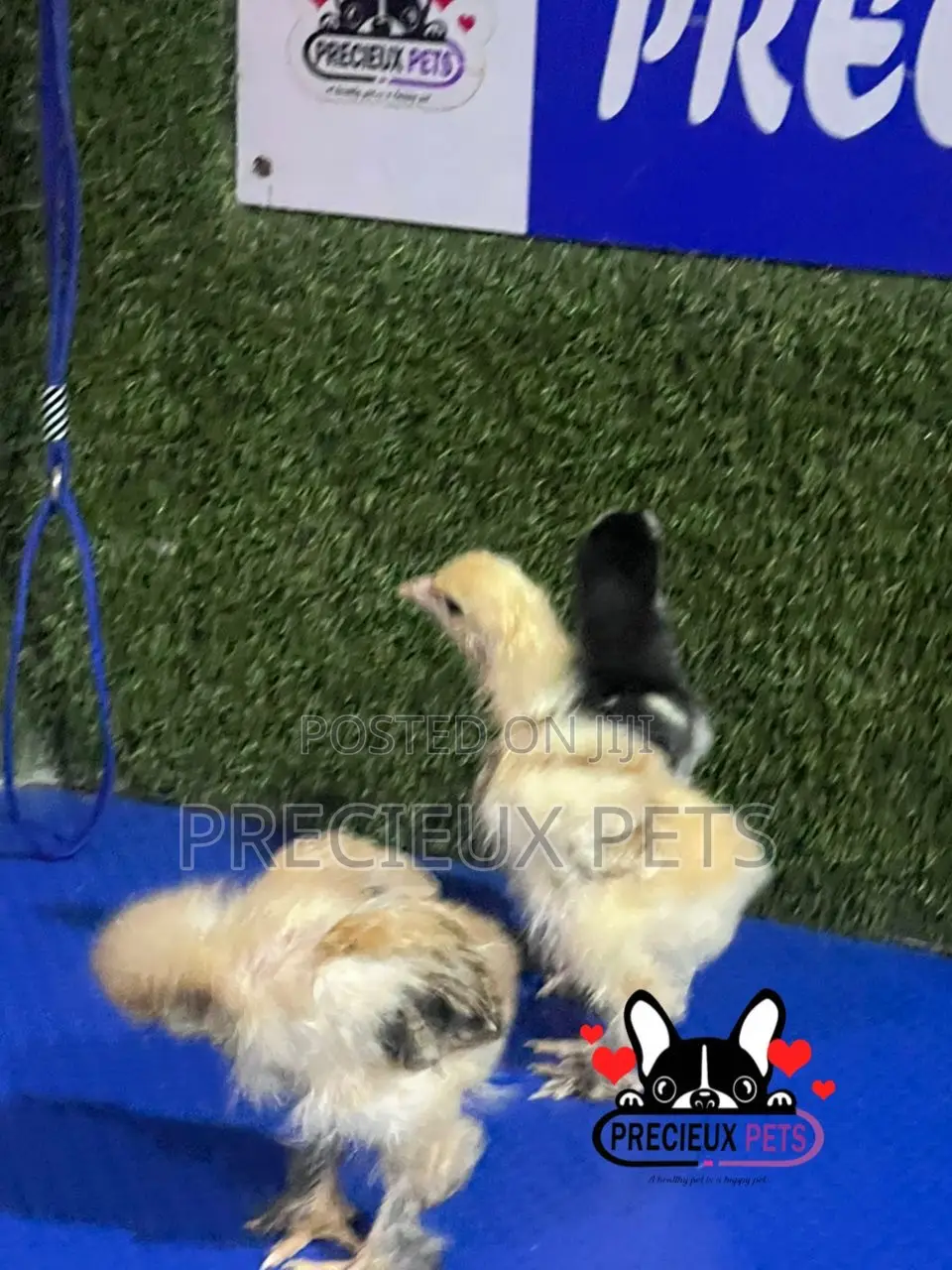 2-3 Weeks Old BRAHMA CHICKEN (Chicks)