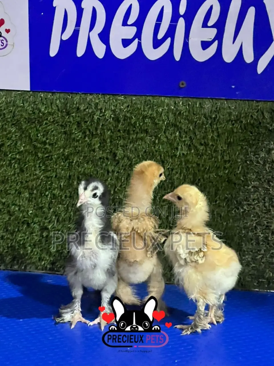2-3 Weeks Old BRAHMA CHICKEN (Chicks)