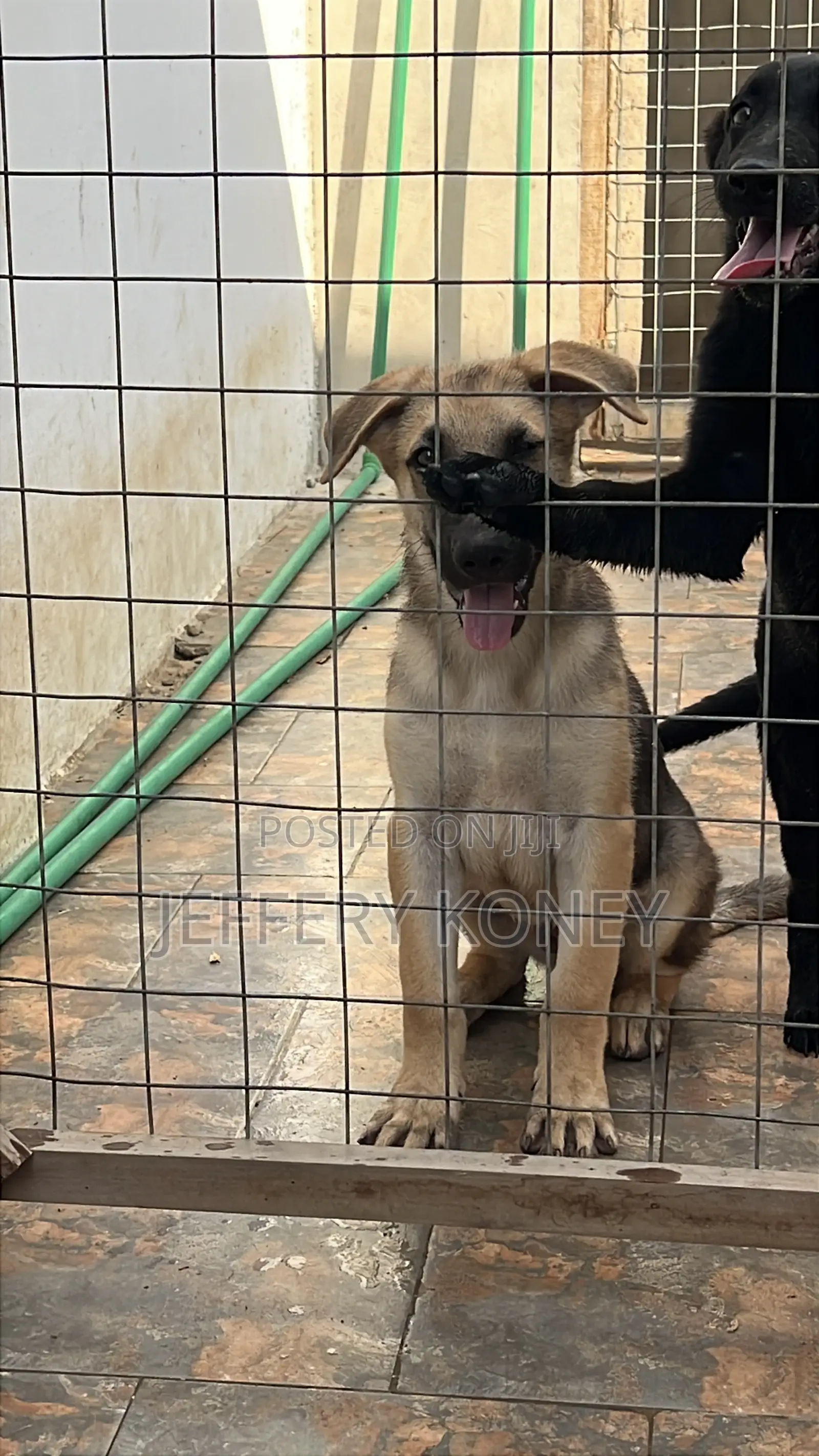 3-6 months Male Purebred German Shepherd