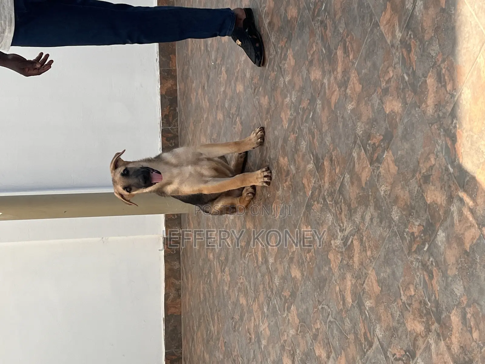 3-6 months Male Purebred German Shepherd
