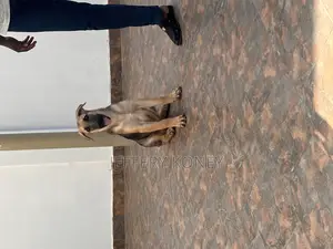 3-6 months Male Purebred German Shepherd