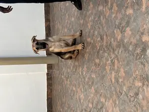 3-6 months Male Purebred German Shepherd