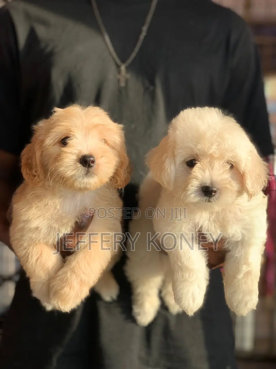 1-3 months Female Purebred Poodle