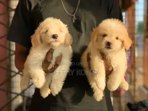 1-3 months Female Purebred Poodle