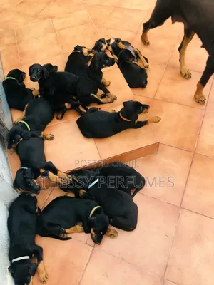 1-3 months Male Purebred Doberman Pinscher
