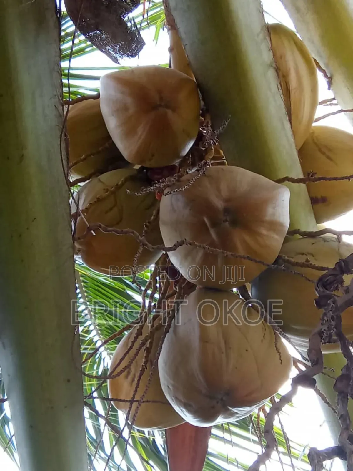 Fresh Coconut