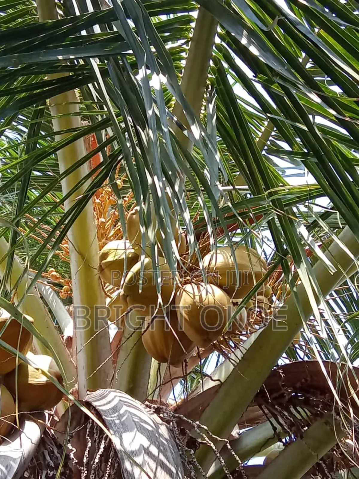 Fresh Coconut