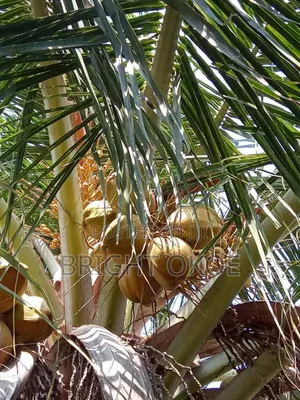 Fresh Coconut
