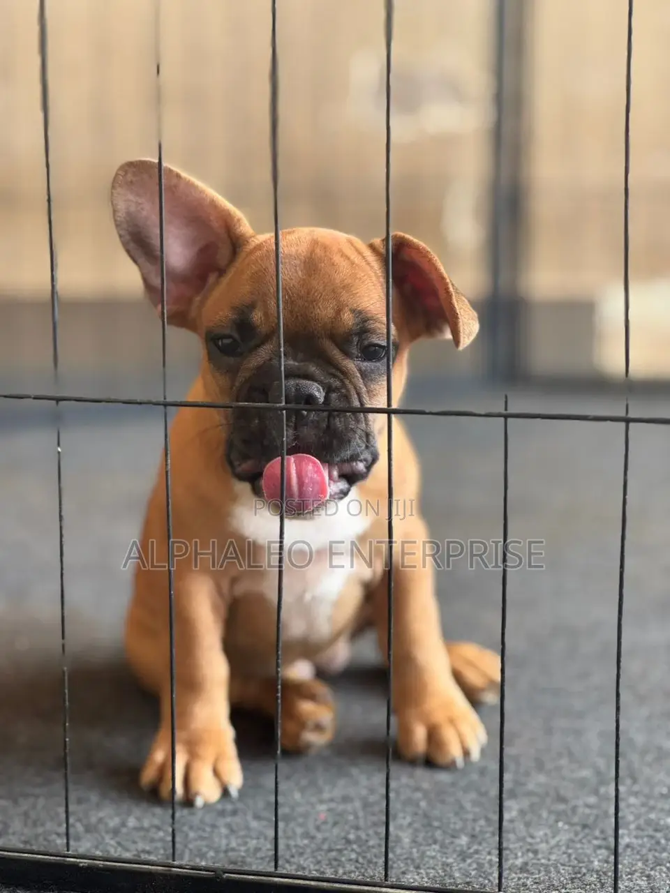 1-3 months Female Purebred French Bulldog