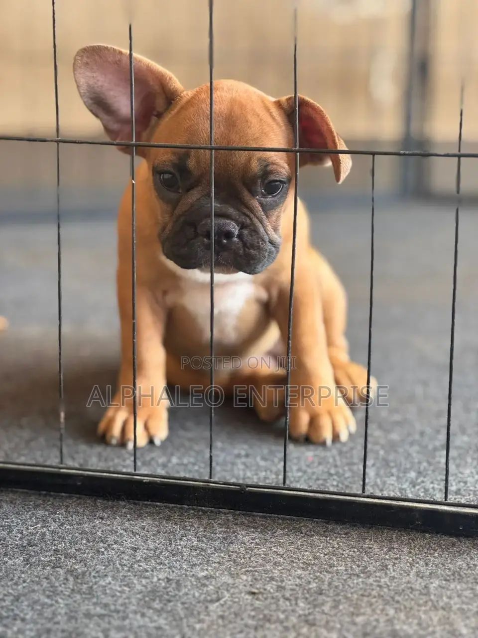 1-3 months Female Purebred French Bulldog