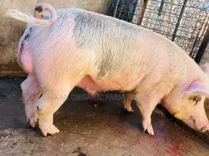 Fresh Pork