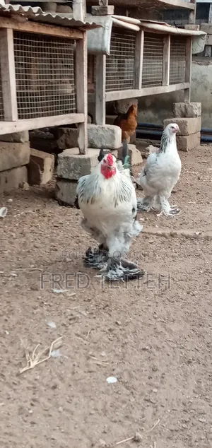 Brahma Males