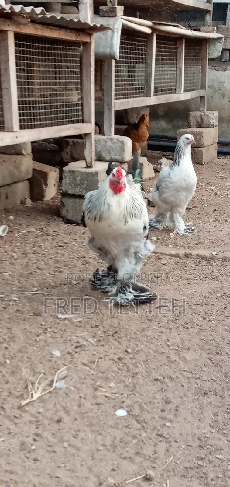 Brahma Males