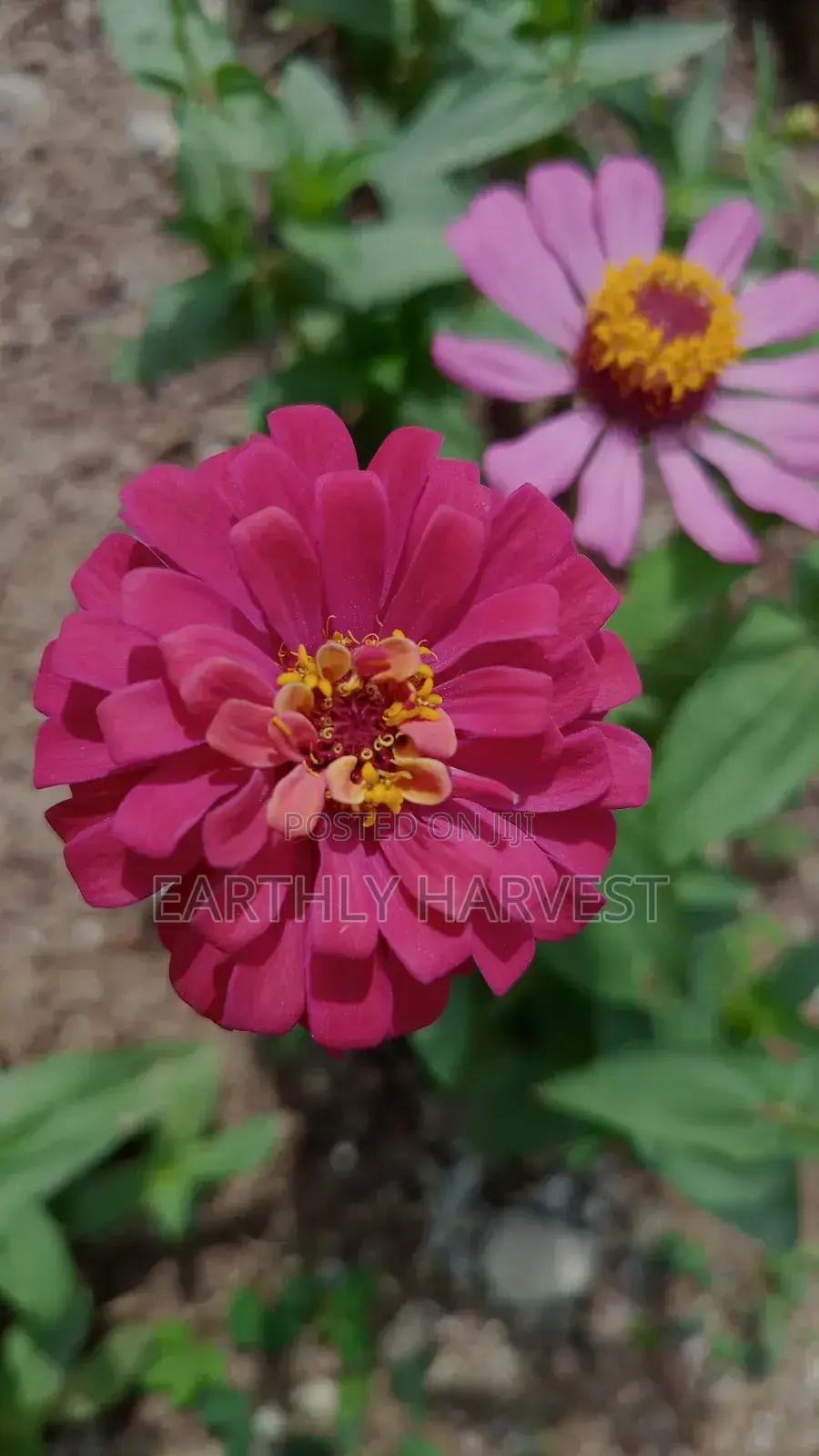 Zinnia Flower Seeds - European Species