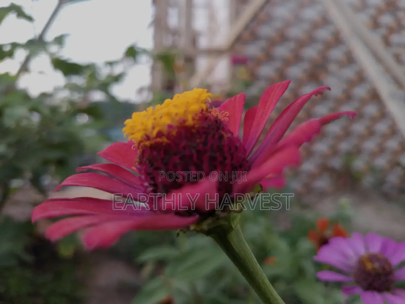 Zinnia Flower Seeds - European Species