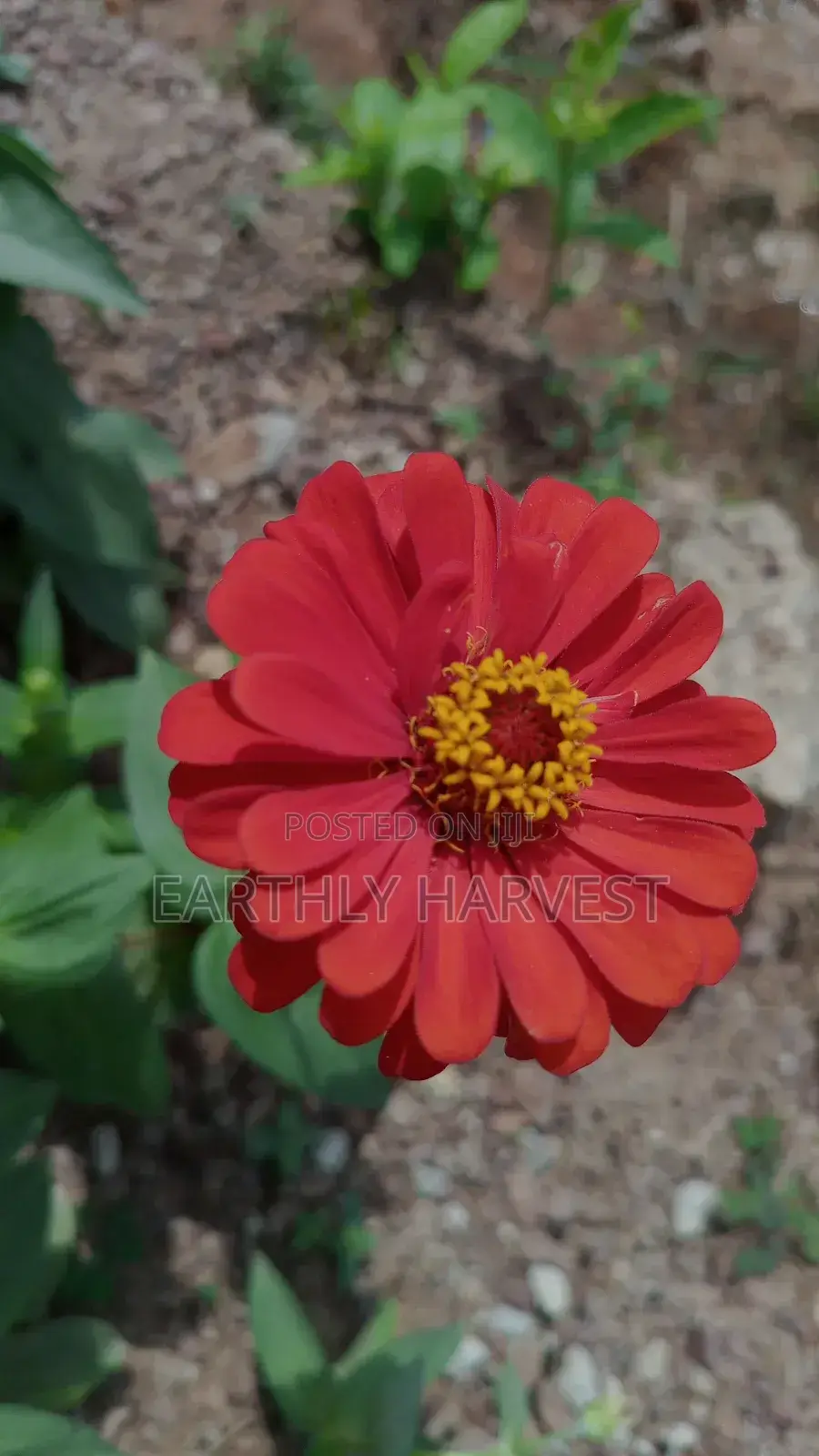 Zinnia Flower Seeds - European Species