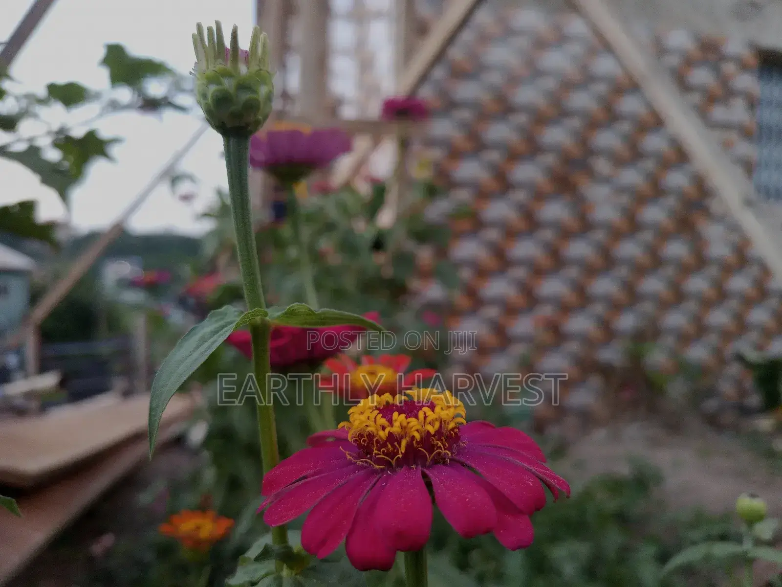 Zinnia Flower Seeds - European Species