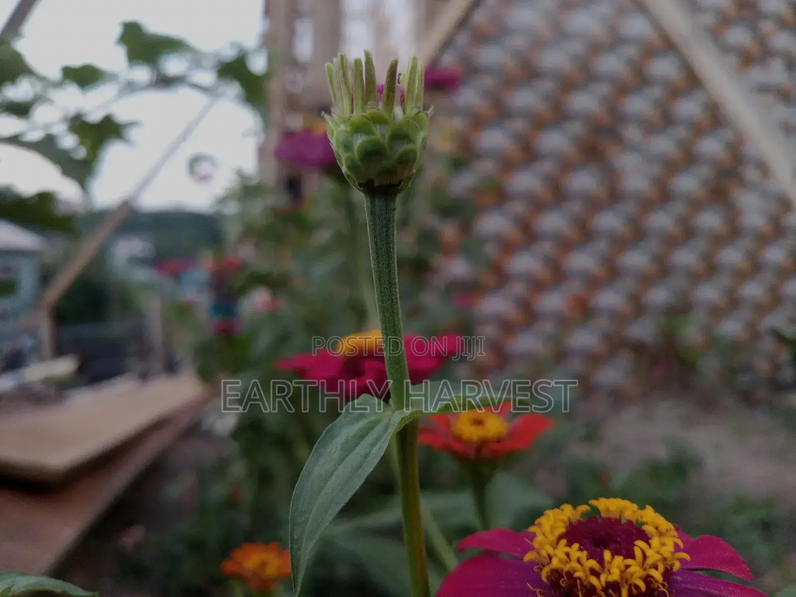 Zinnia Flower Seeds - European Species