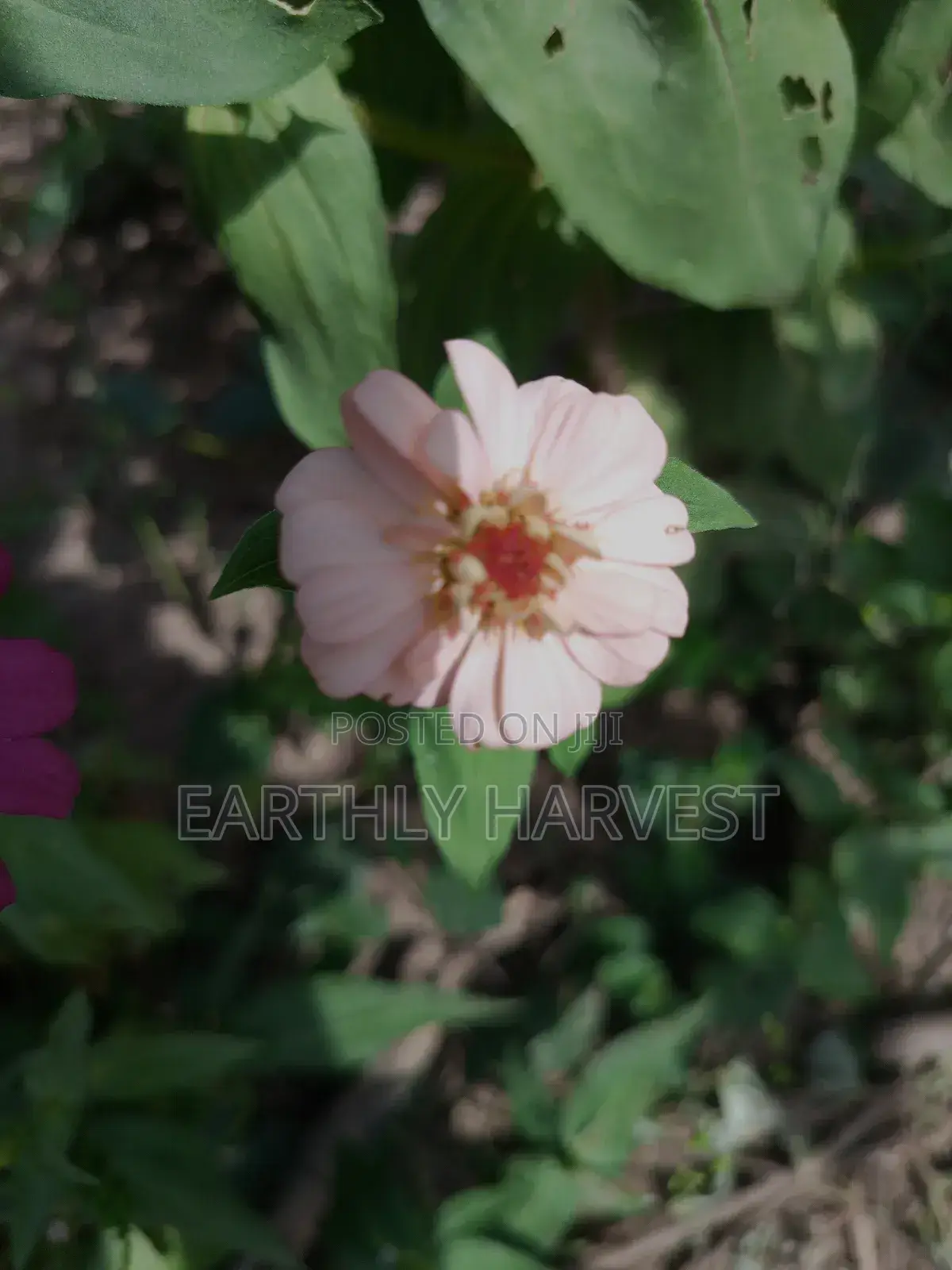 Zinnia Flower Seeds - European Species