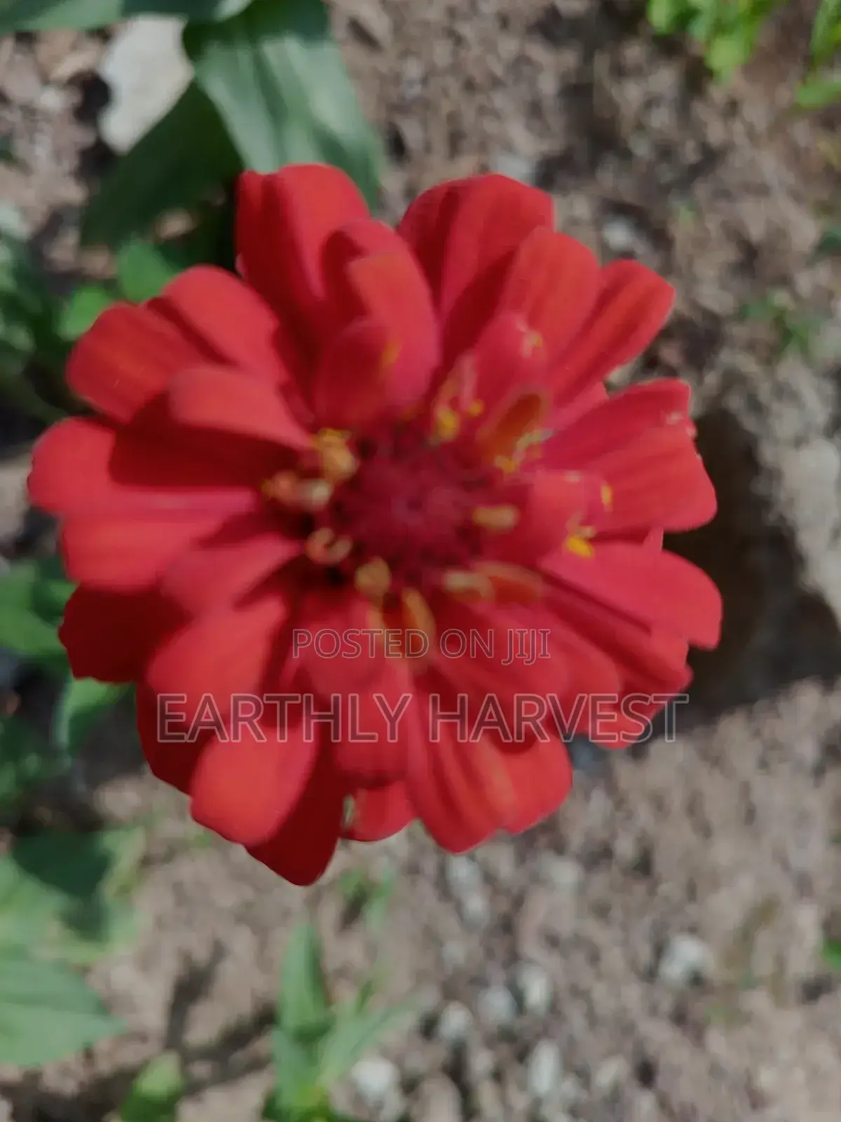 Zinnia Flower Seeds - European Species