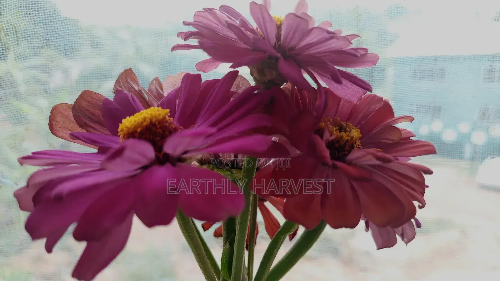 Zinnia Flower Seeds - European Species
