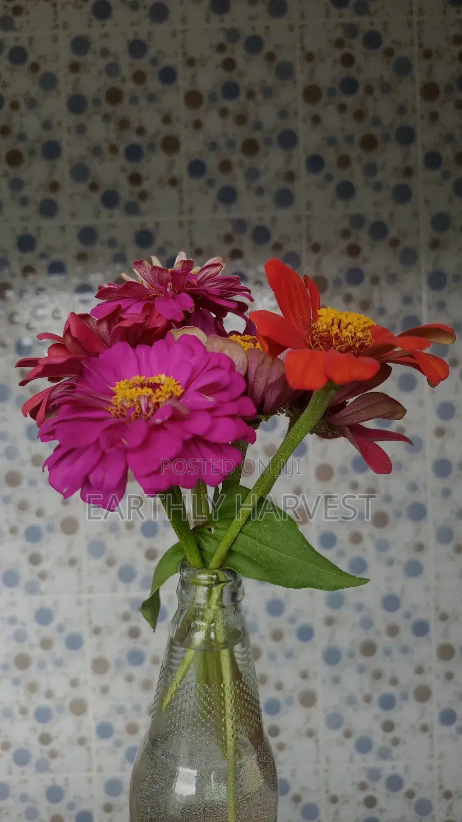 Zinnia Flower Seeds - European Species