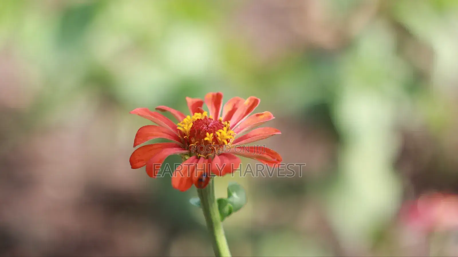 Zinnia Flower Seeds - European Species