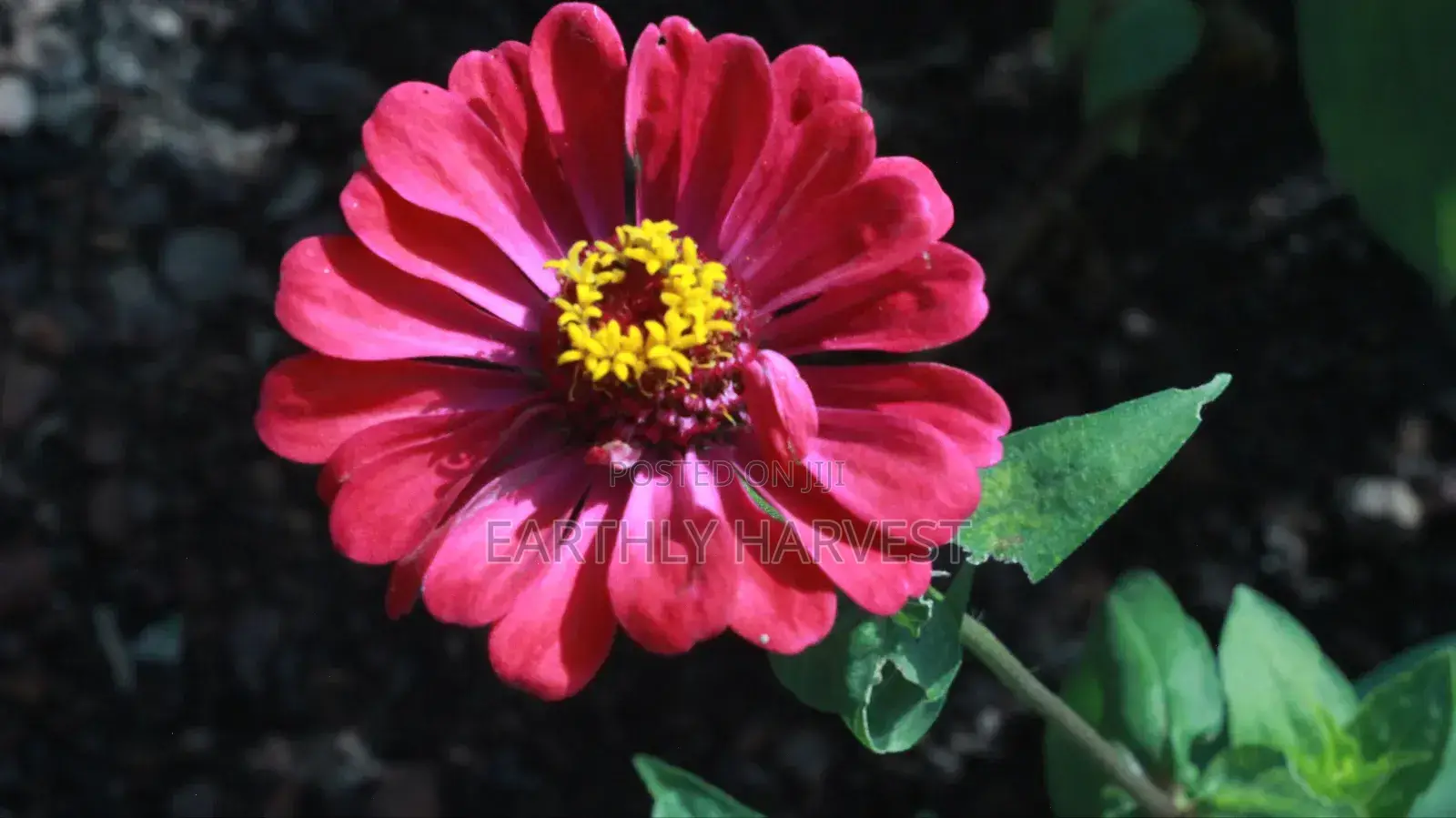 Zinnia Flower Seeds - European Species