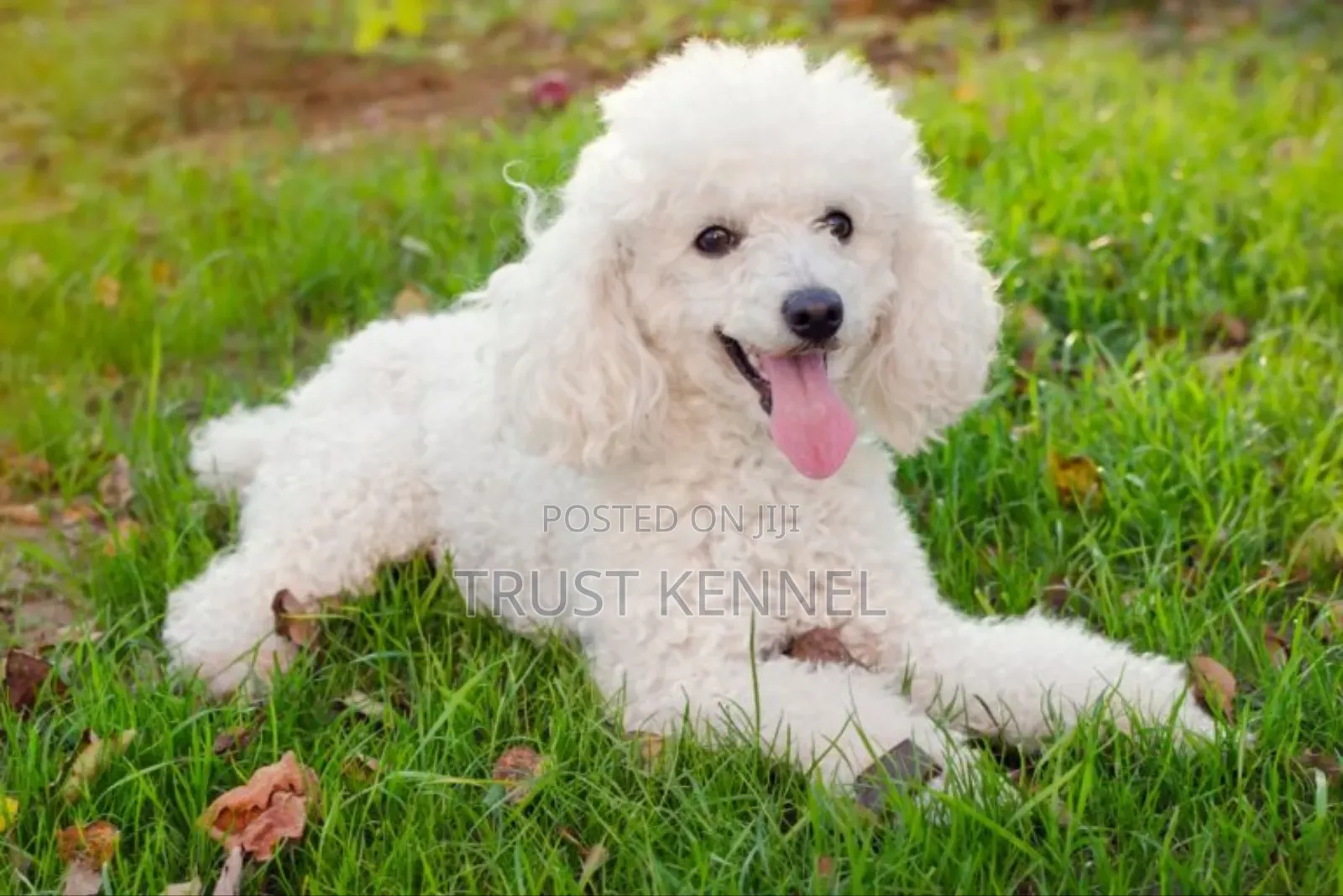 1-3 months Male Purebred Poodle