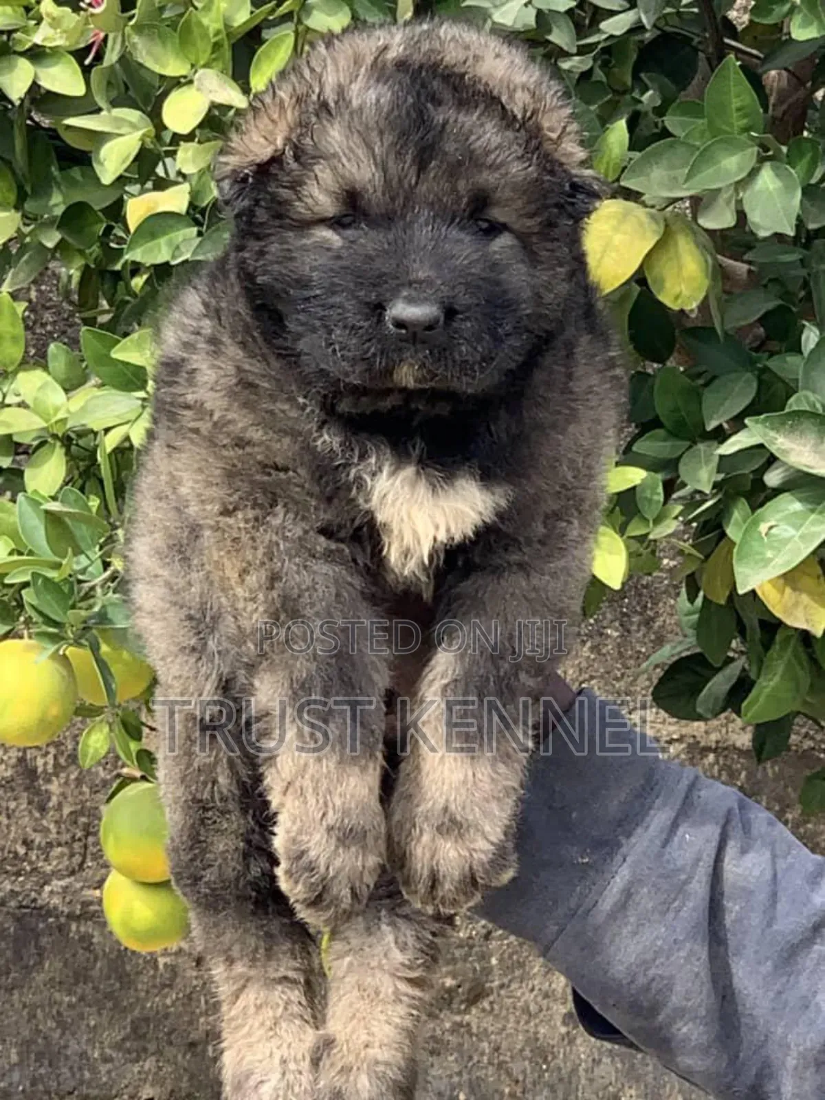 1-3 months Male Purebred Caucasian Shepherd