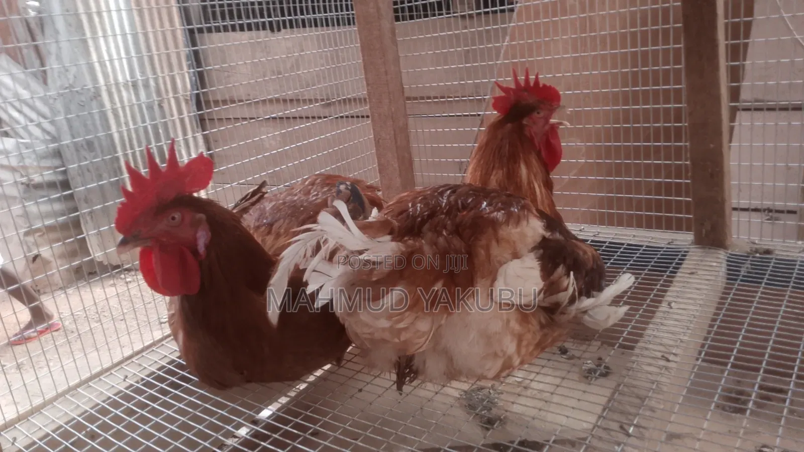 6 Weeks Imported Colour Broilers for Sale at Cool Prices